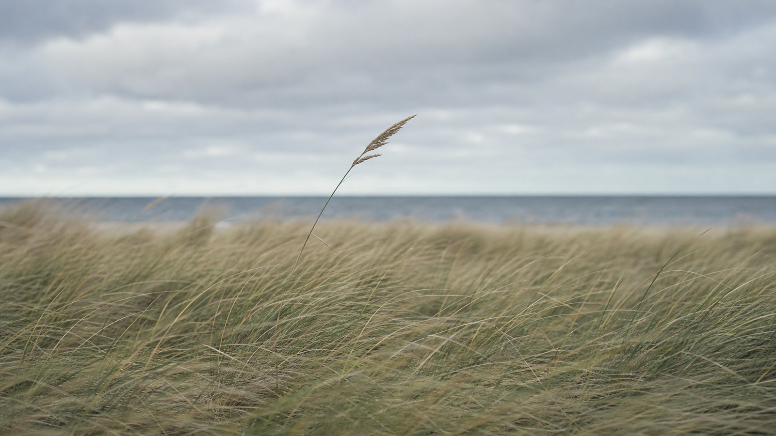 One dune-grass stem flexing above a windswept coastal field